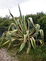 Einblicke in die Flora Sardiniens