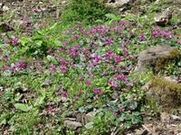 Einblicke in die Flora Sardiniens