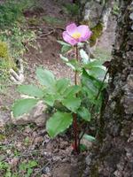 Einblicke in die Flora Sardiniens