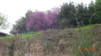 3_Frühling in Rom