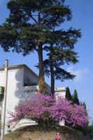 auf dem Palatinhügel...