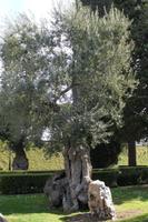 Führung in den Vatikanischen Gärten