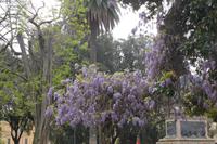 auf dem Spaziergang zum Quirinalsplatz...