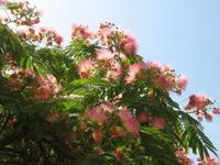 Garten Trauttmansdorff