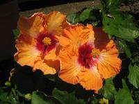 Garten Trauttmansdorff