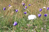 Südtiroler Blumenwelt