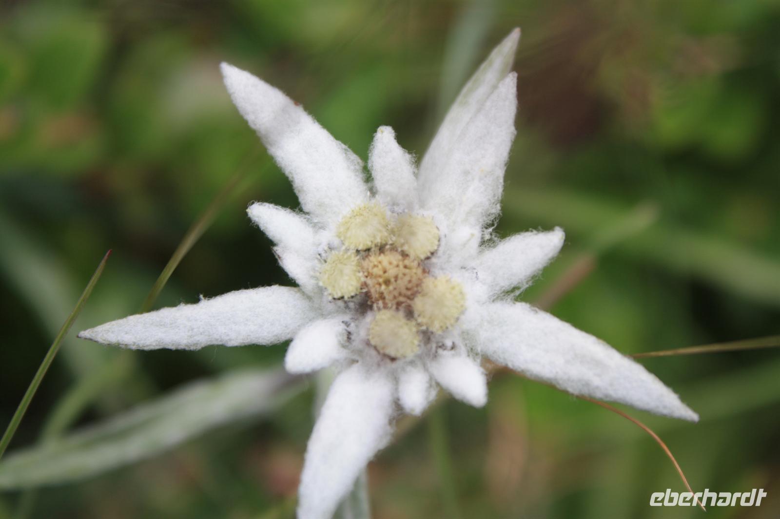 Edelweiß in voller Blütenpracht