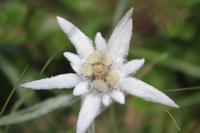 Edelweiß in voller Blütenpracht