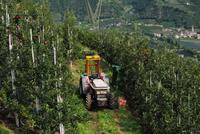 Apfelplantage oberhalb Merans