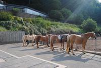Auf dem Haflinger Gestüt