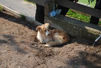 Auf dem Haflinger Gestüt