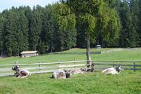 oberhalb Merans auf dem Almwiesen