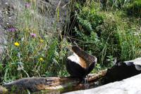 Am Meraner Höhenweg