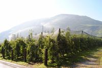 Auf dem Tappeinerweg 