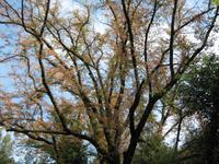 Die Miniermotte hat zugeschlagen