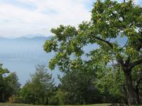 Kastanienbäume am Hang des Gardasees