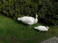 edle weiße Pfaue stolzieren frei im Gelände