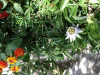 herrliche Blütenpracht