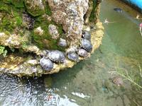 Schildkröten in Amalfi