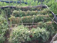 Wanderung durch das Mühlental nach Ravello