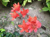 in der Villa Rufolo in Ravello