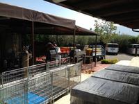 in der Cantina del Vesuvio zum Mittagessen