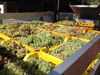 in der Cantina del Vesuvio zum Mittagessen