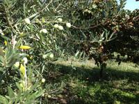 in der Cantina del Vesuvio