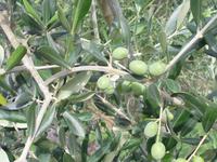 Olivenbäume auf dem Weingut Montaioncino bei Empoli