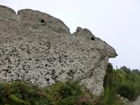 Kamel beim Epomeoaufstieg 