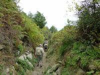 unser Weg unsäumt von Farnen