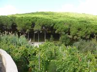 Pinienwald Maddalena