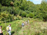 hier war ein Pfad...