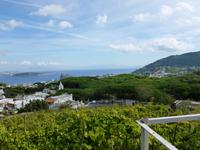 Blick über Weinhänge zum Castello
