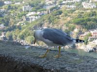 Castello Aragonese- Möwe