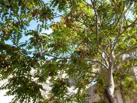 Götterbaum- Ailanthus- In China werden die Blätter zur Fütterung der zu den Seidenspinnern zählenden Ailanthus- oder Götterbaumspinner (Philosamia cynthia) verwendet, die in Zuchten verwertbare Seide produzieren.