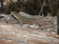 Eidechse in der Sonne