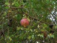 Granatapfel am Baum
