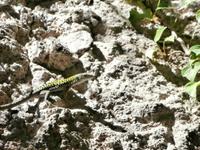 Eidechse in der Sonne