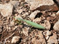 eine Gottesanbeterin