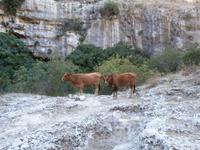 Kühe auf der Hochebene Pantalica