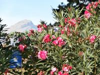 Blütenpracht unterwegs