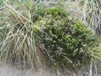 Blühende Heide am Monte Cofano