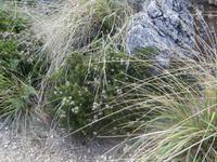 Blühende Heide am Monte Cofano