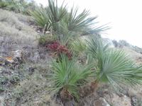 Zwergpalmen am Monte Cofano