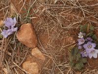 Blühende Pflanzen am Monte Cofano