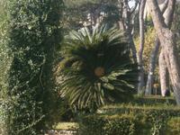 Palme in den Vatikanischen Gärten