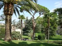 Schirmpinien und Palmen