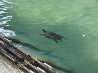 Auch Bewohner des Vatikan