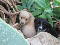 Entzücken über diese süßen Welpen